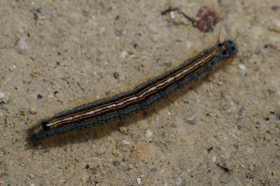 <i>Malacosoma neustria</i>