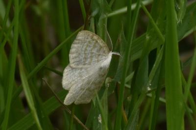 <i>Cabera exanthemata</i>