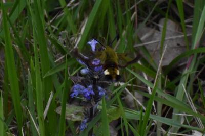 <i>Hemaris fuciformis</i>