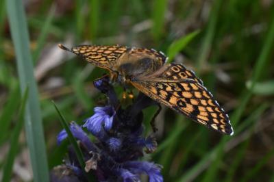 <i>Melitaea cinxia</i>