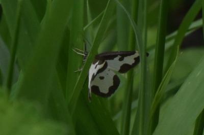 <i>Lomaspilis marginata</i>