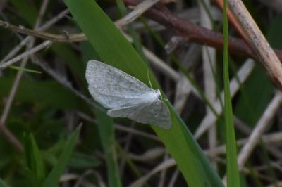 <i>Cabera exanthemata</i>