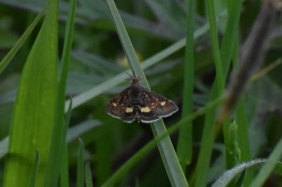 <i>Pyrausta aurata</i>