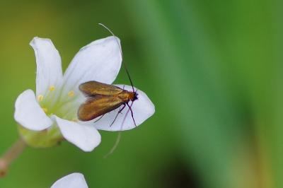 <i>Nemophora metallica</i>