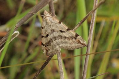 <i>Aplocera plagiata</i>