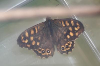 <i>Pararge aegeria</i>