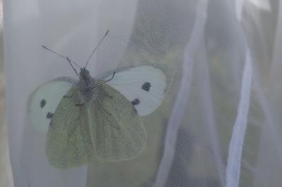 <i>Pieris brassicae</i>