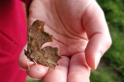 <i>Polygonia c-album</i>