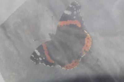 <i>Vanessa atalanta</i>