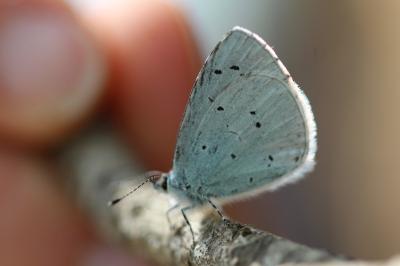 <i>Celastrina argiolus</i>