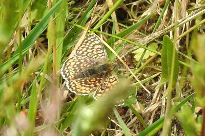 <i>Melitaea cinxia</i>