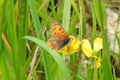 <i>Lycaena phlaeas</i>