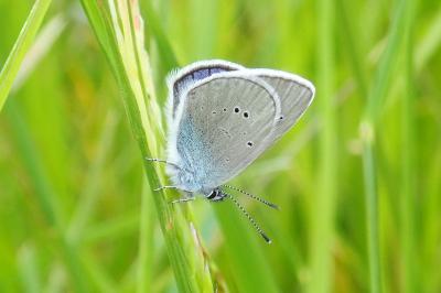 <i>Glaucopsyche alexis</i>