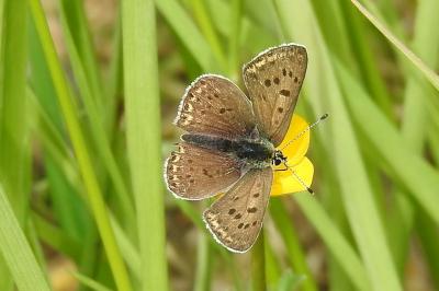 <i>Lycaena tityrus</i>