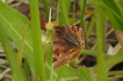 <i>Euclidia glyphica</i>