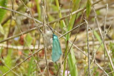 <i>Jordanita globulariae</i>
