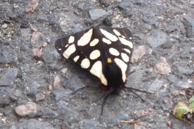 <i>Arctia villica</i>