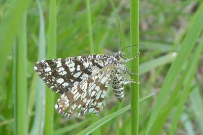 <i>Chiasmia clathrata</i>