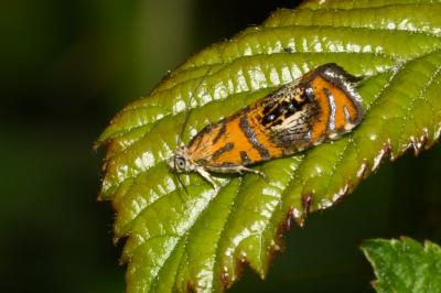 <i>Olethreutes arcuella</i>