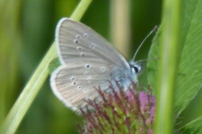 <i>Cyaniris semiargus</i>