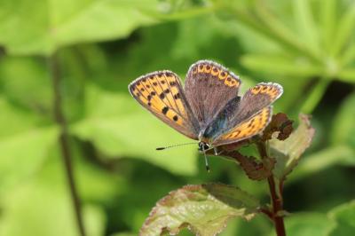 <i>Lycaena tityrus</i>