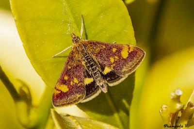 <i>Pyrausta aurata</i>