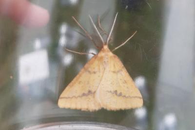 <i>Aspitates ochrearia</i>