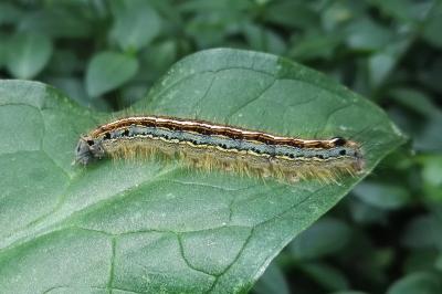 <i>Malacosoma neustria</i>