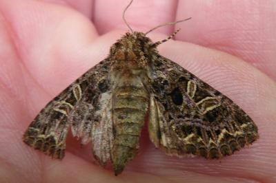 <i>Sideridis rivularis</i>