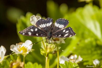 <i>Limenitis reducta</i>