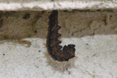 <i>Nymphalis polychloros</i>