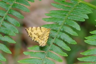 <i>Pseudopanthera macularia</i>