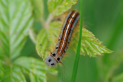 <i>Malacosoma neustria</i>