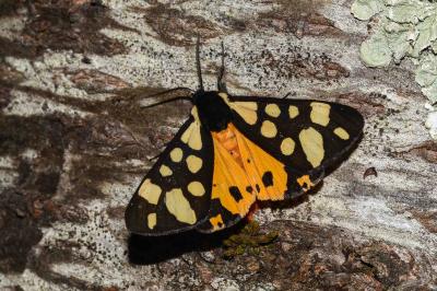 <i>Arctia villica</i>