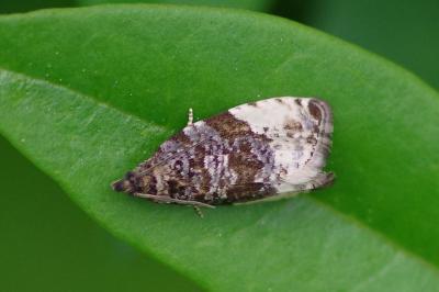<i>Hedya pruniana</i>