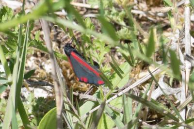 <i>Tyria jacobaeae</i>