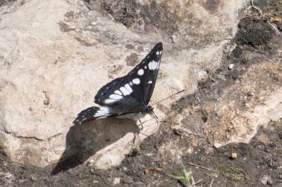 <i>Limenitis reducta</i>