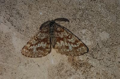 <i>Ematurga atomaria</i>