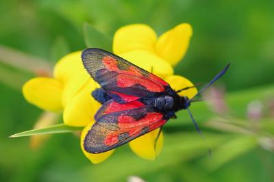 <i>Zygaena trifolii</i>