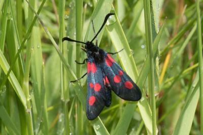 <i>Zygaena trifolii</i>