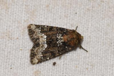 <i>Oligia</i>