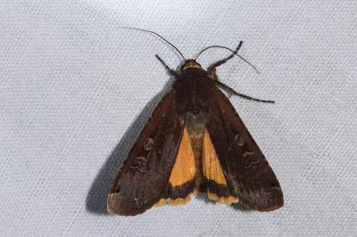 <i>Noctua pronuba</i>