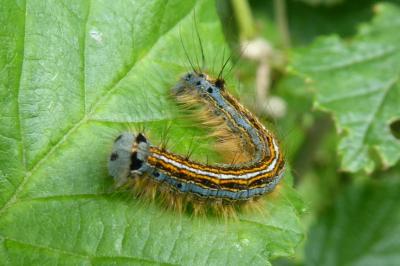 <i>Malacosoma neustria</i>