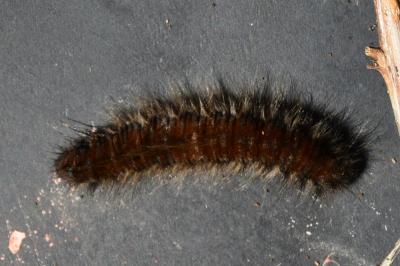 <i>Macrothylacia rubi</i>
