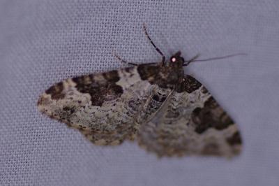 <i>Xanthorhoe fluctuata</i>