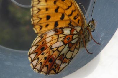 <i>Boloria selene</i>