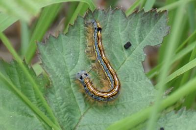 <i>Malacosoma neustria</i>