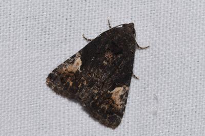 <i>Aedia funesta</i>