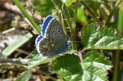 <i>Lysandra bellargus</i>