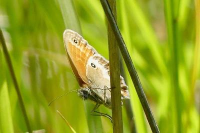 <i>Coenonympha arcania</i>